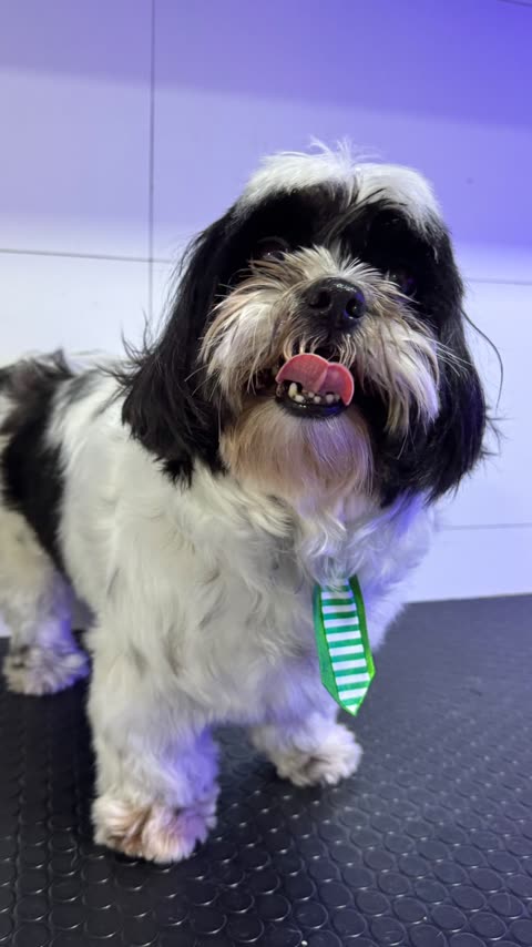 Shih tzu preto e branco com gravatinha verde