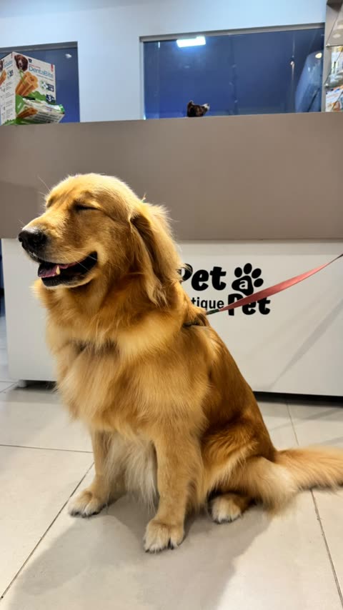 Golden retriever sentado na frente da parede com a logo da Pet a Pet