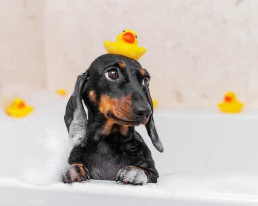 Dachshund dentro da banheira, com espuma e um patinho de borracha na cabeça